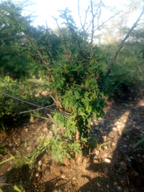 tree