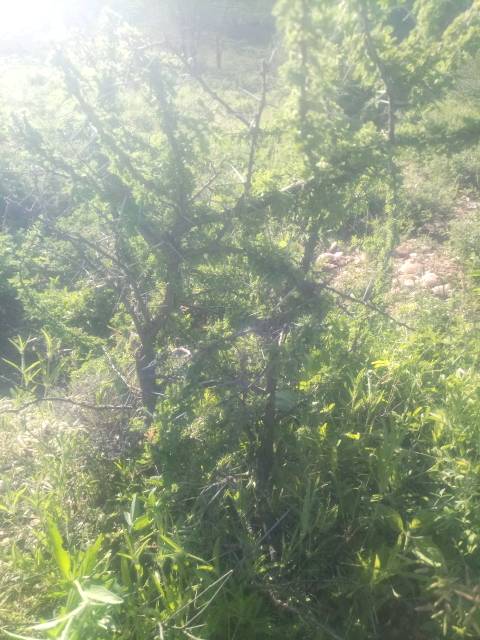 tree