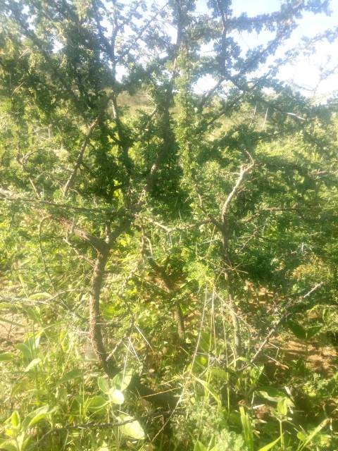 tree
