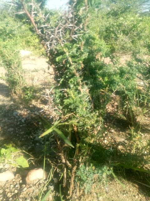 tree