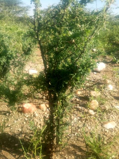 tree