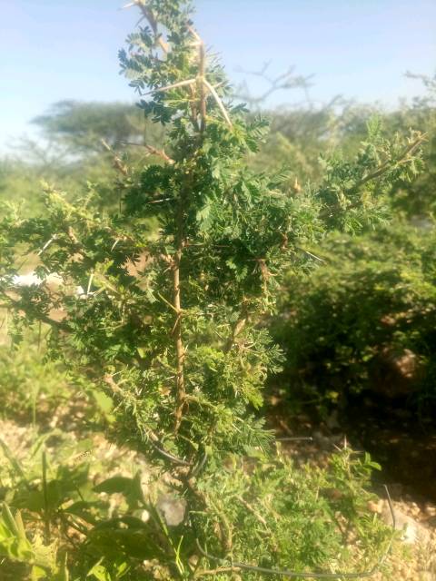 tree