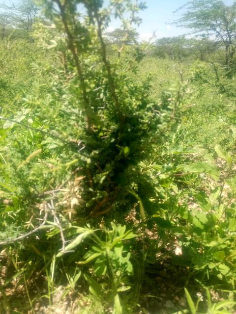 tree