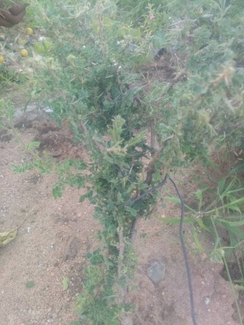 tree