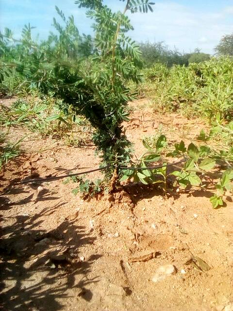 tree