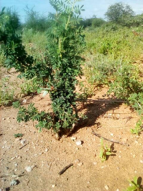 tree