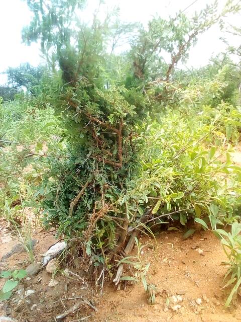 tree
