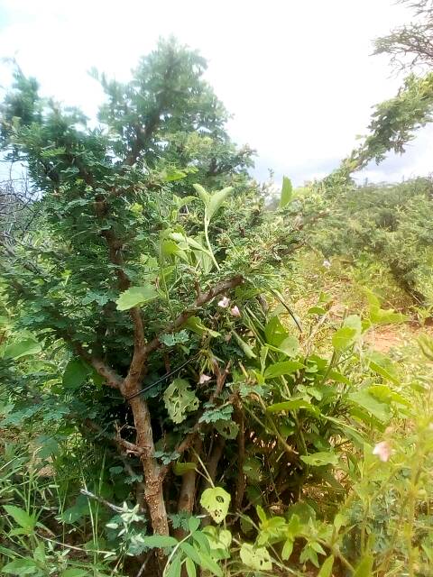 tree