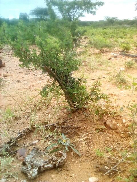 tree