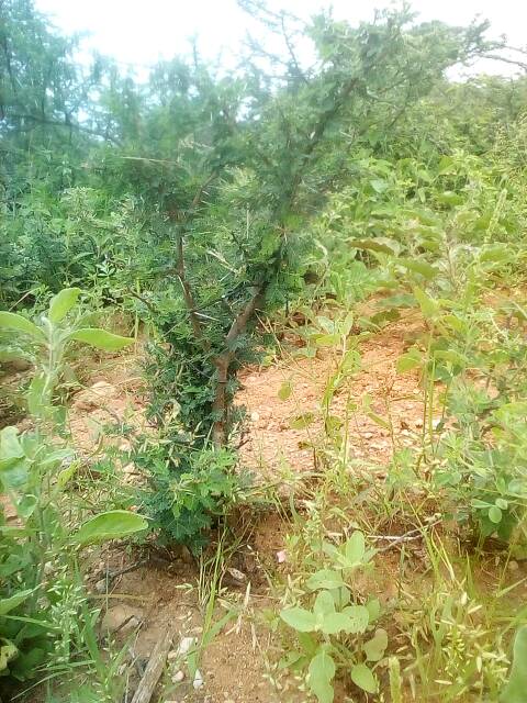 tree