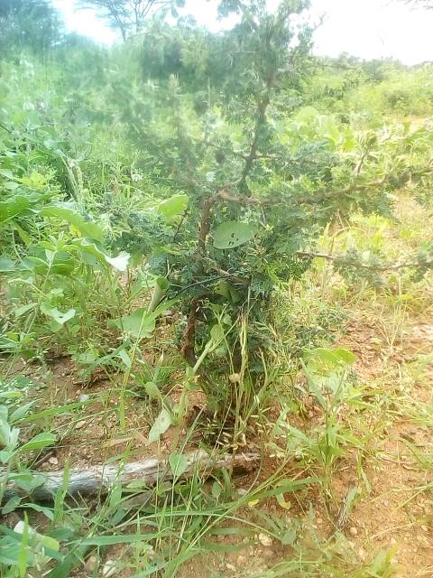 tree