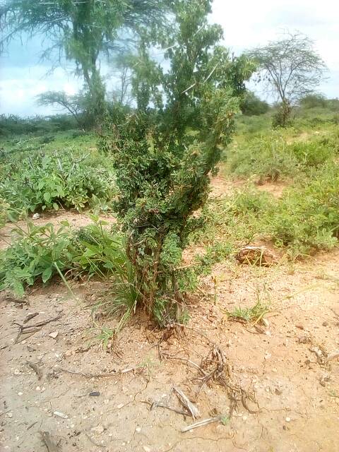 tree