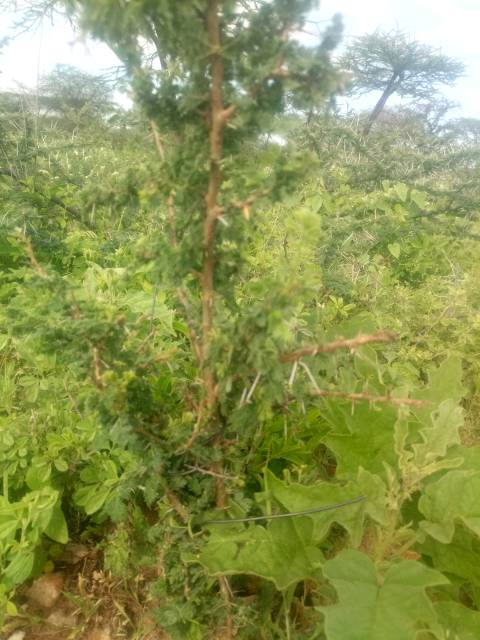 tree