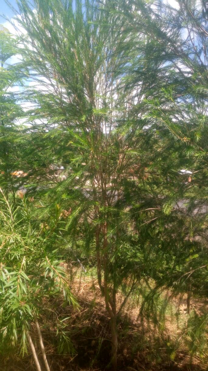 tree