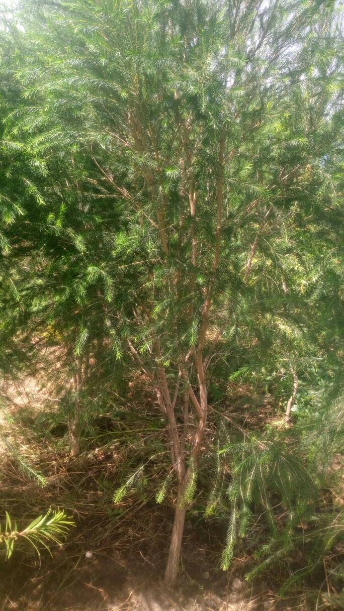 tree