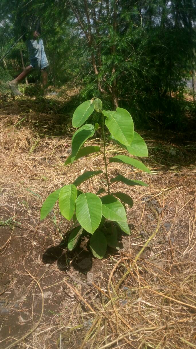 tree