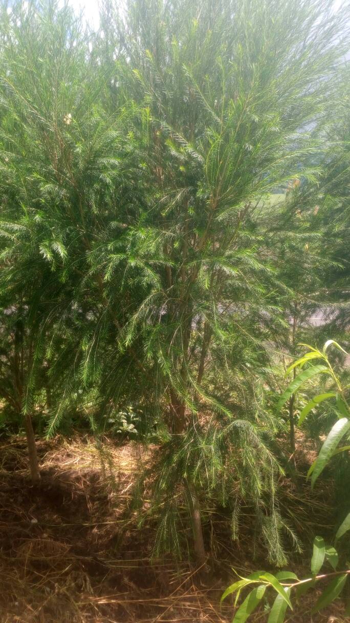 tree