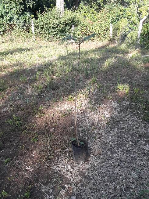 tree