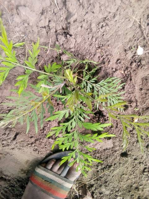 tree