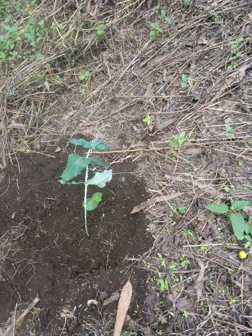 tree