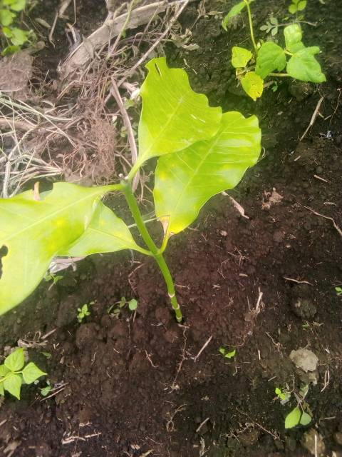 tree