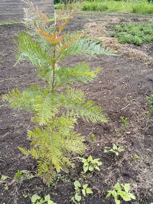 tree