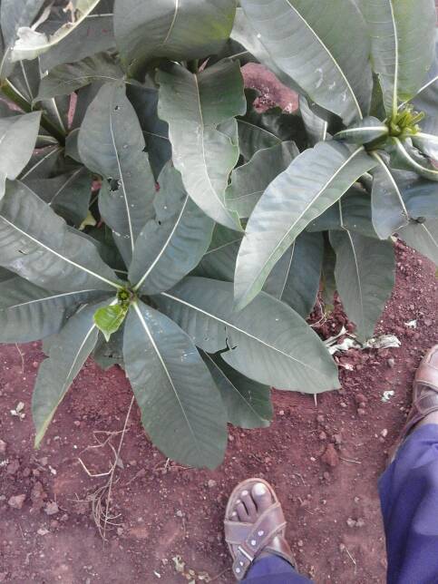 tree