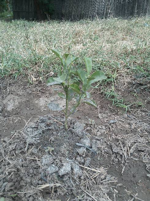 tree
