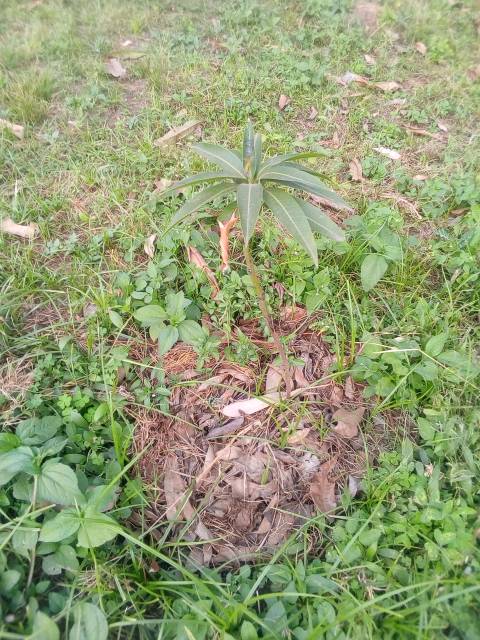 tree