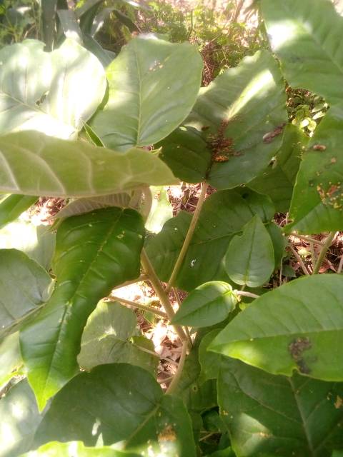 tree