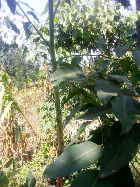 tree