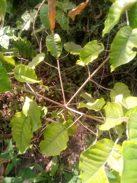 tree