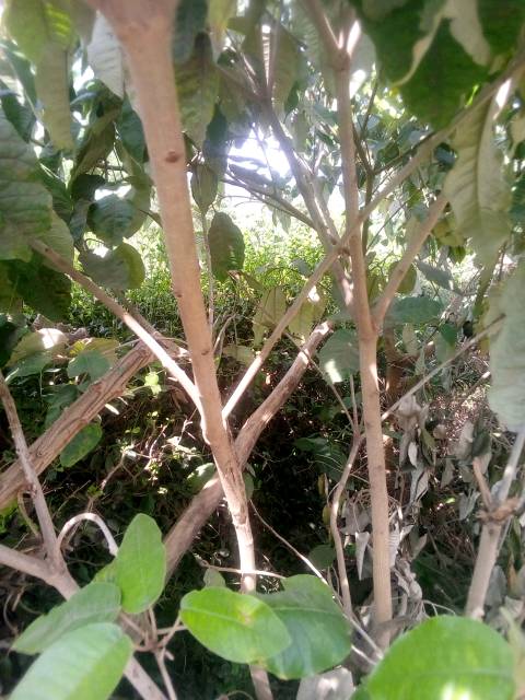 tree