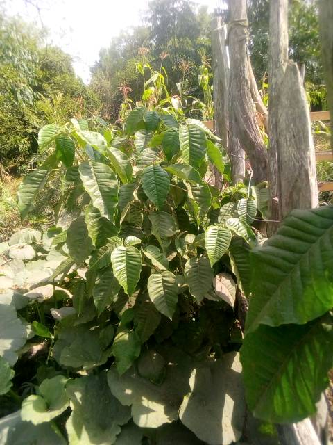 tree
