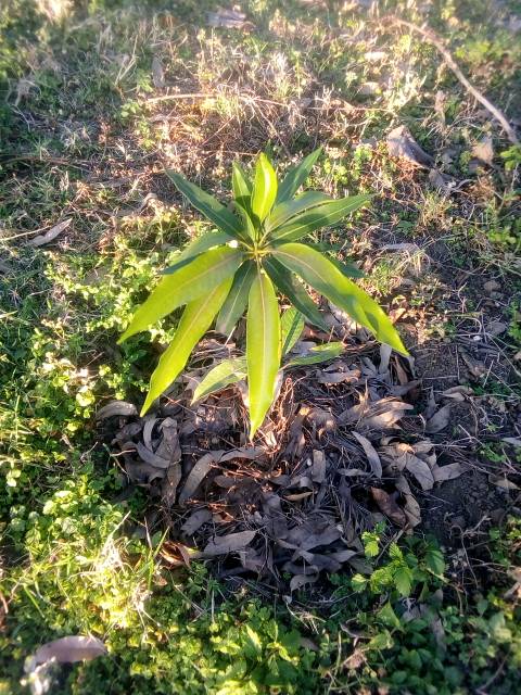 tree