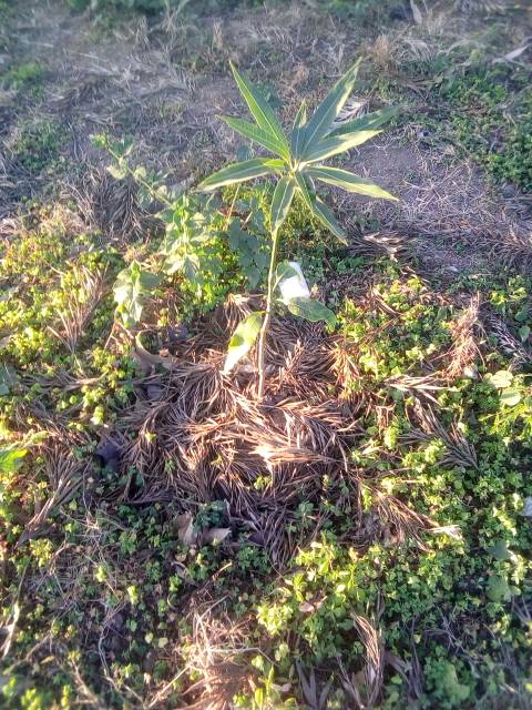 tree