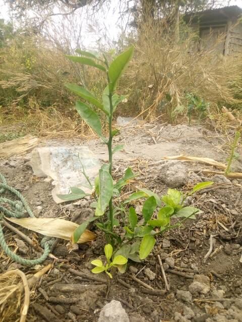 tree