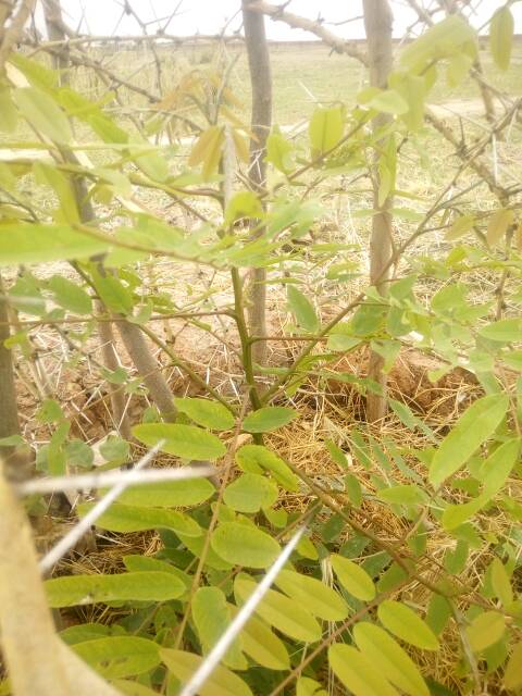 tree