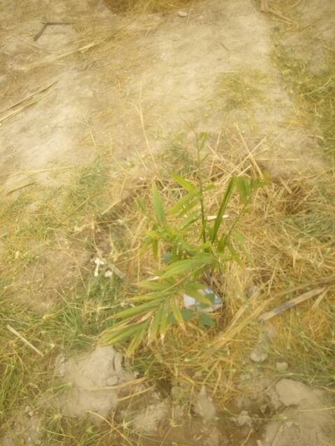 tree