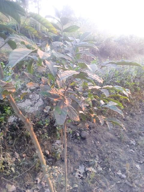 tree
