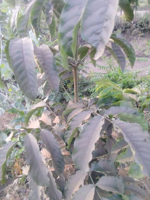 tree