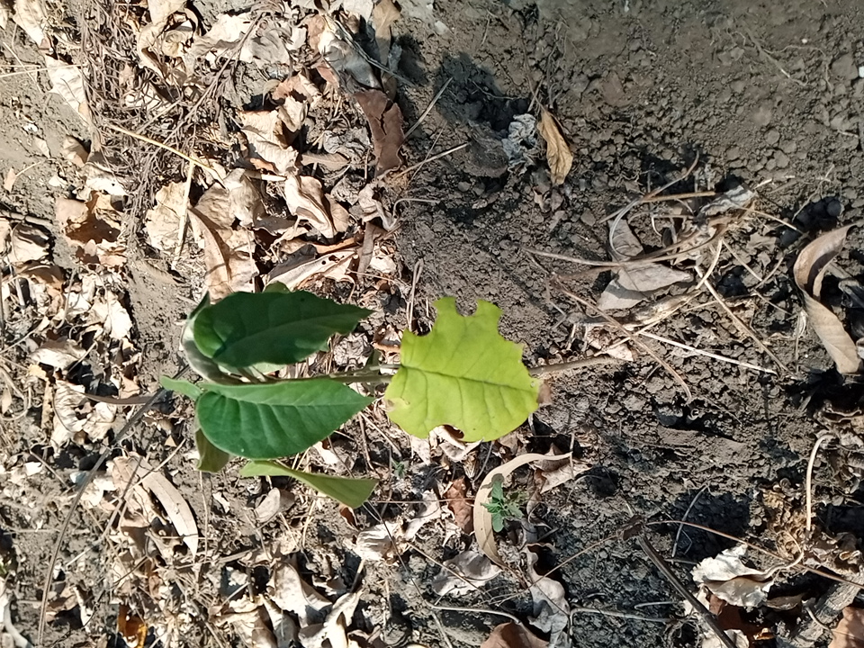 tree