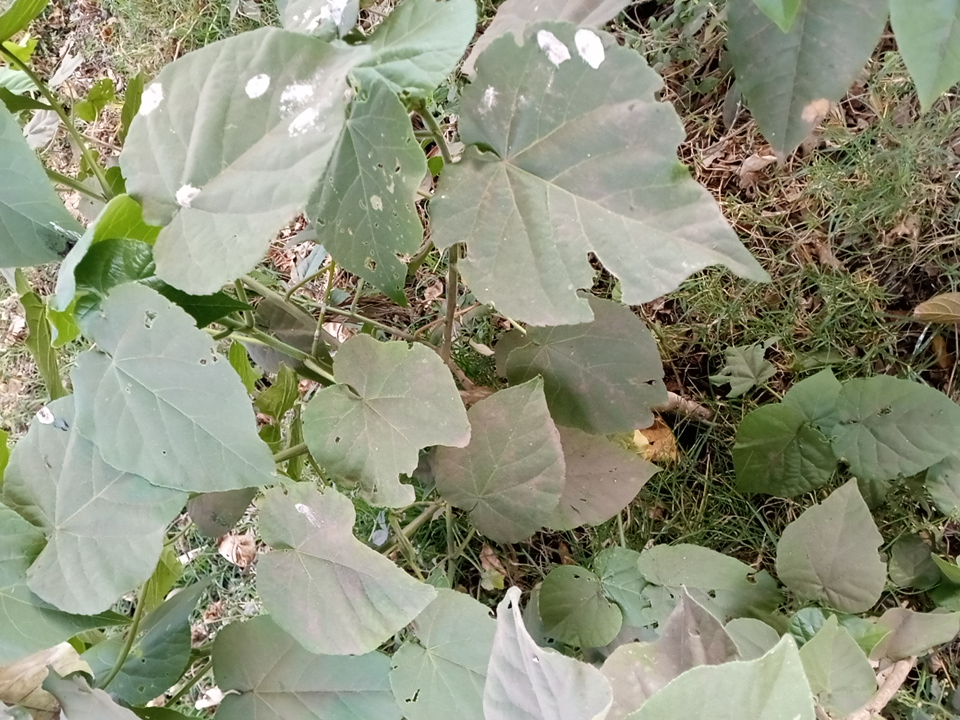 tree