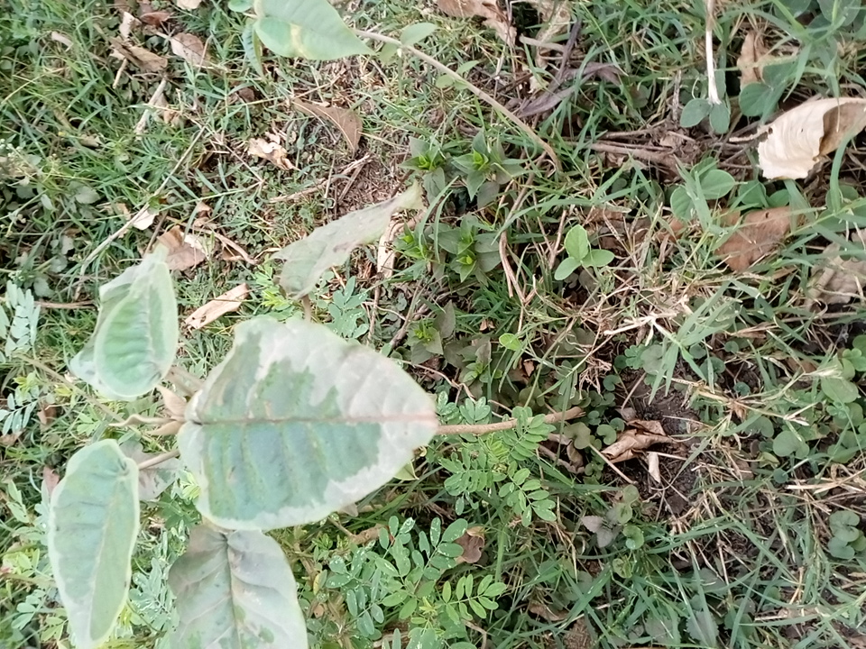 tree