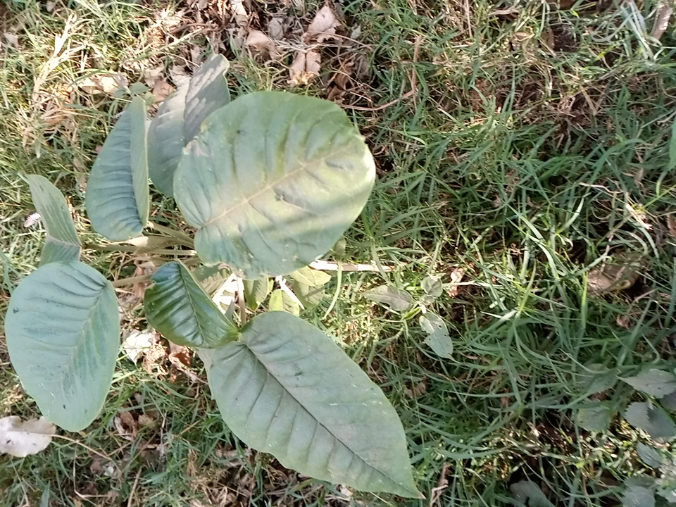 tree