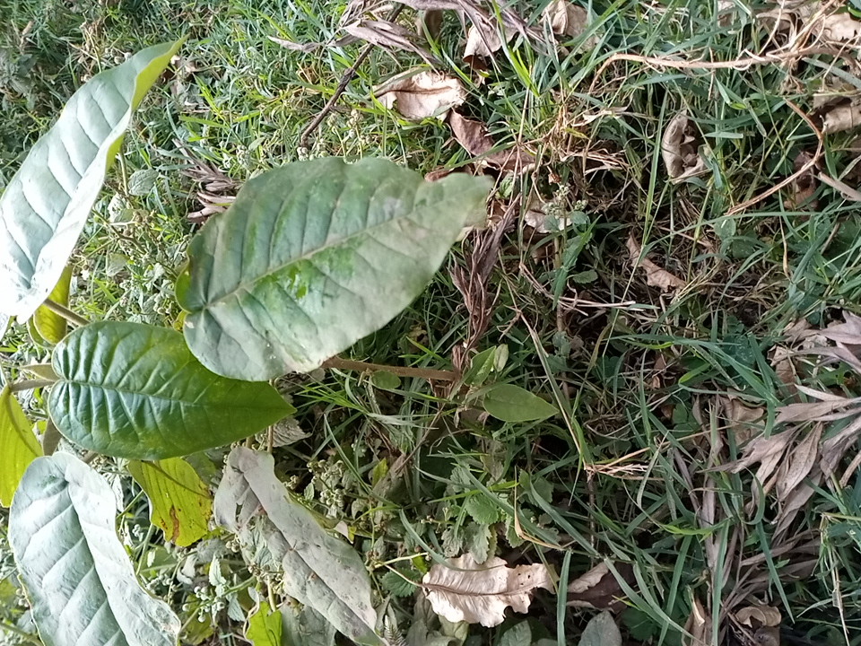tree