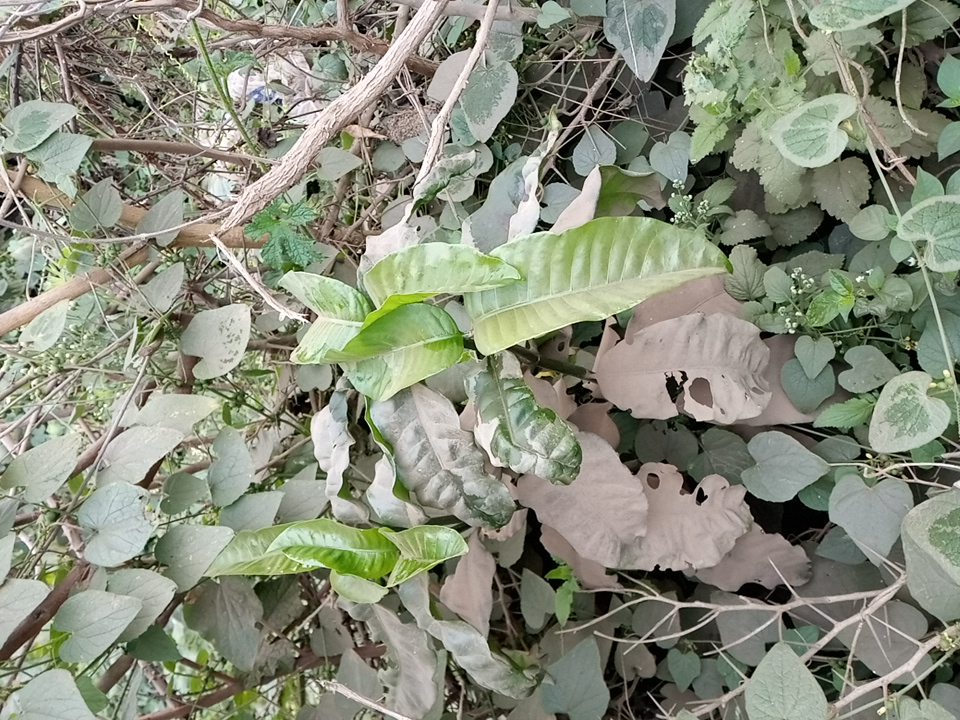 tree