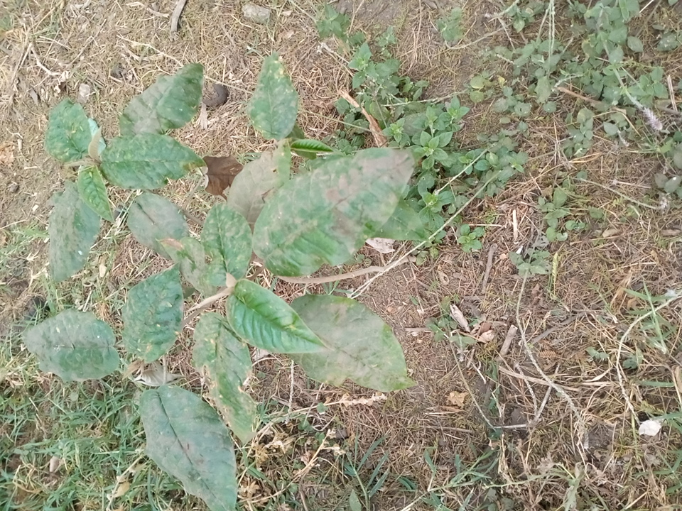 tree