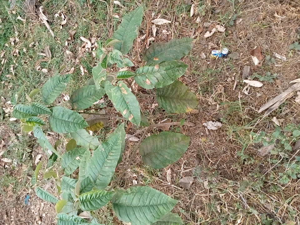 tree