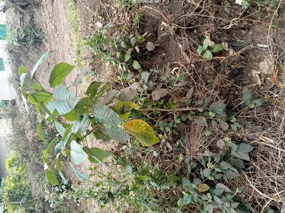 tree